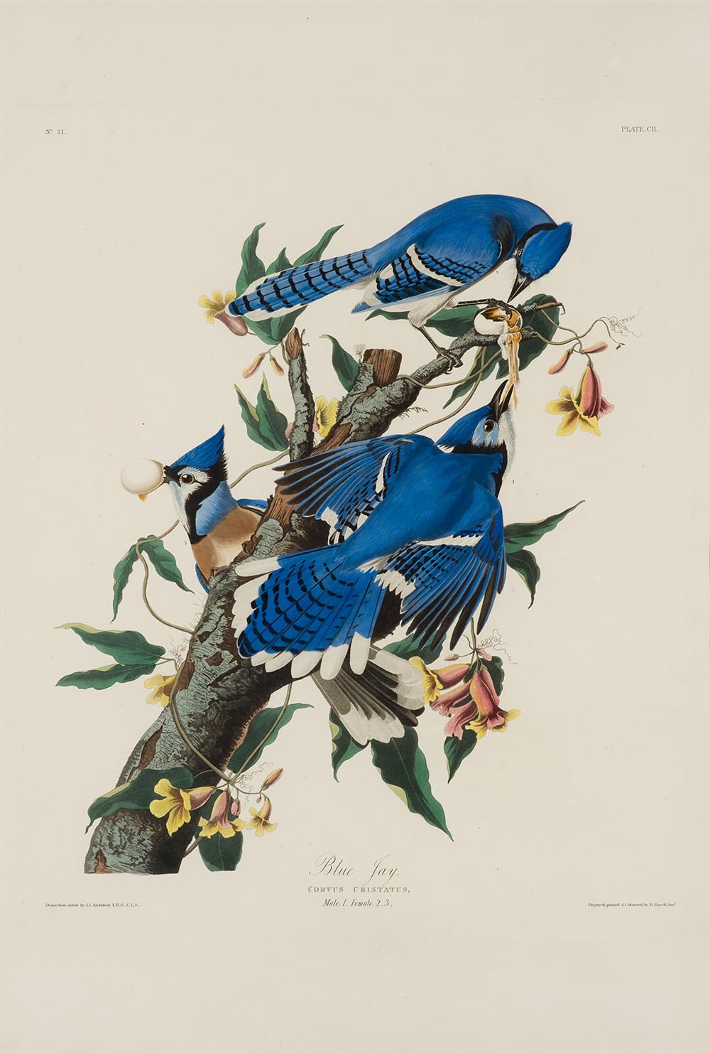 Blue Jay at Reynolda House Museum of American Art - Scott Liveng