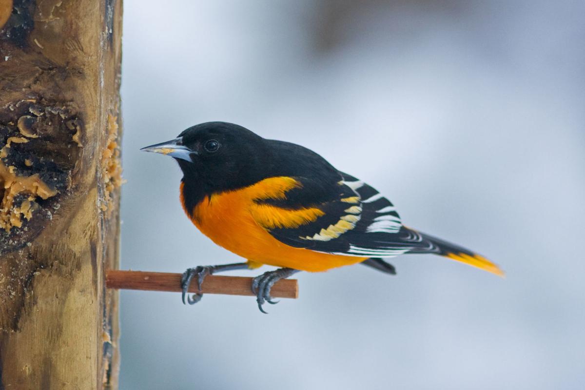 Orioles make a rare nest in Tanglewood Park - Scott Livengood