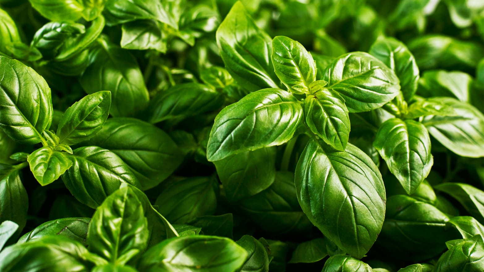 How A.I. Engineered the Most Delicious, Efficient Basil Ever - Scott Livengood