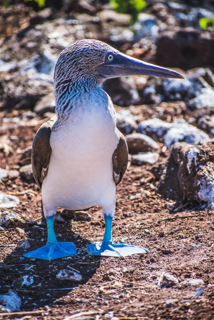 Protecting the Galapagos Islands - Scott Livengood